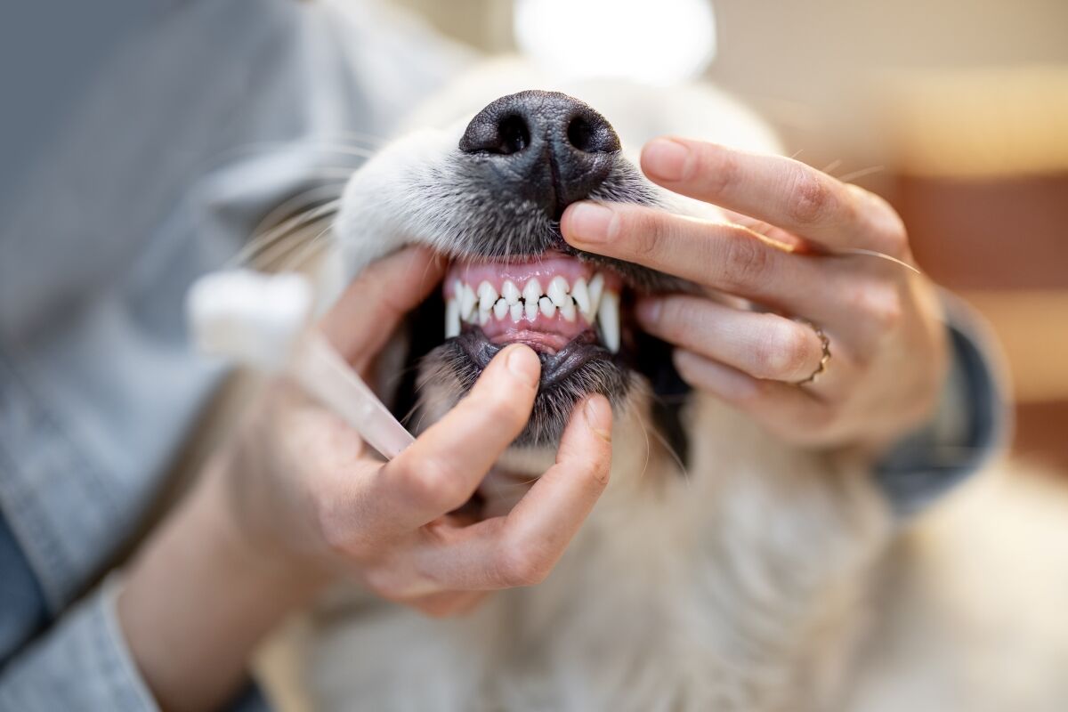Dog with clean teeth and good dental care done